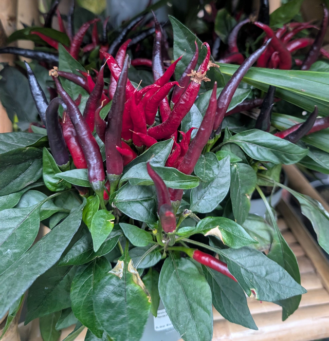Capsicum annuum Paprika