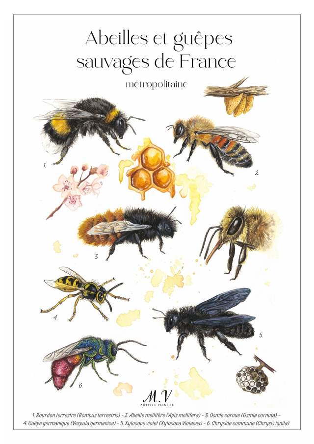 Abeilles et guêpes sauvages - tirage d'art- Précommande 