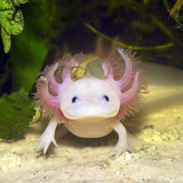 Porte-clé Axolotl