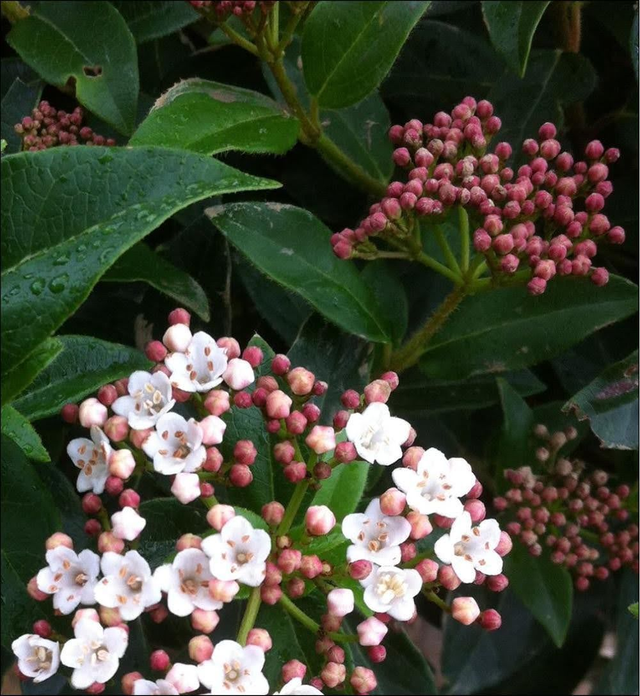 Viburnum tinus - 1ltr pot