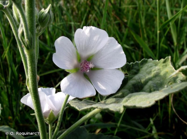 Guimauve officinale (Althaea officinalis)