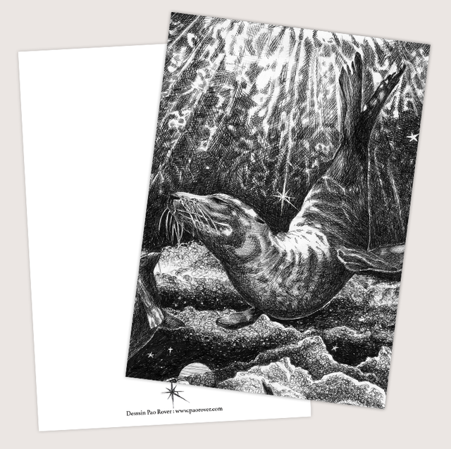 Carte &quot;Otarie&quot;