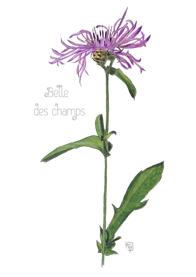 Carte postale botanique - Centaurée "Belle des champs"