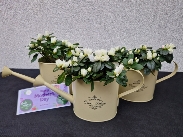 MOTHERS DAY GIFT - Indoor White Azalea Flower In Cream Metal Watering Can Planter