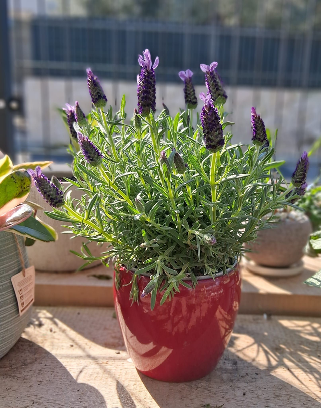 L02 . Lavandula Sochaes in "Summer cachpot"