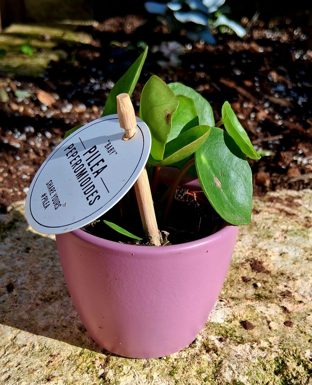 C66 . Pilea peperomioides in "MINI CACHPOT"