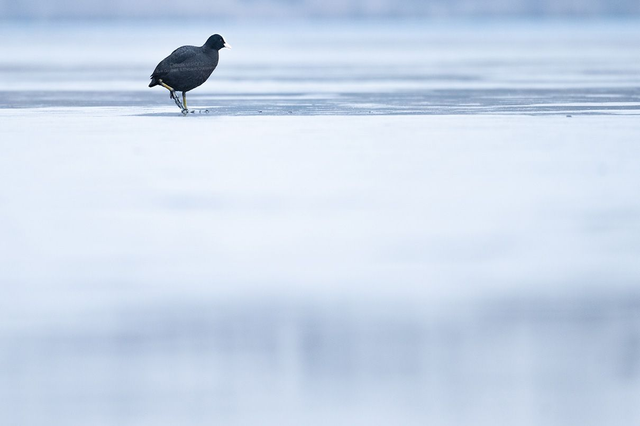 La traversée du foulque