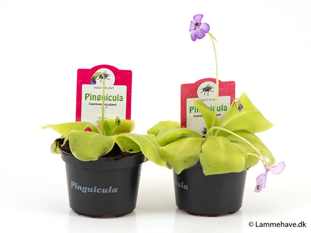 G04 . Pinguicula 'Tina'