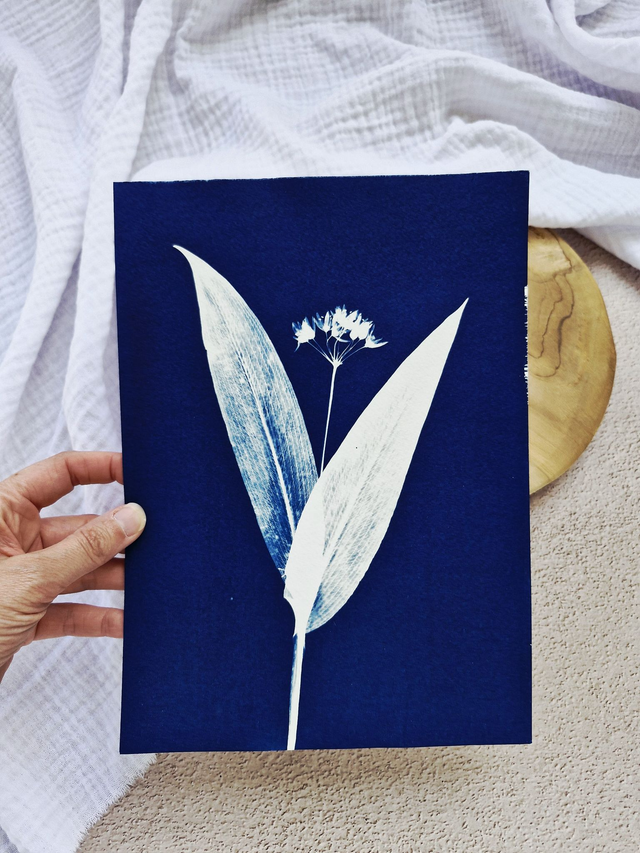 Cyanotype - Ail des ours #4