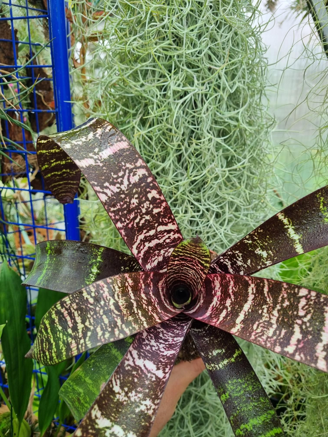 Vriesea Red Chestnut