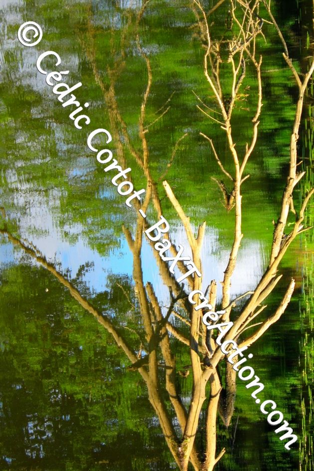 Impression sur alu dibond - Reflets et cours d'Eau (ref 4982)