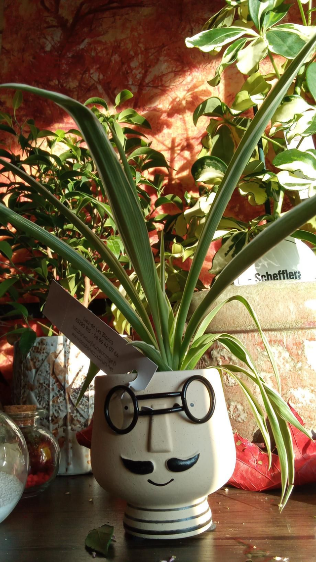 CHLOROPHYTUM CP TETE