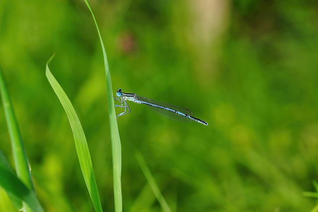 Agrion bleu