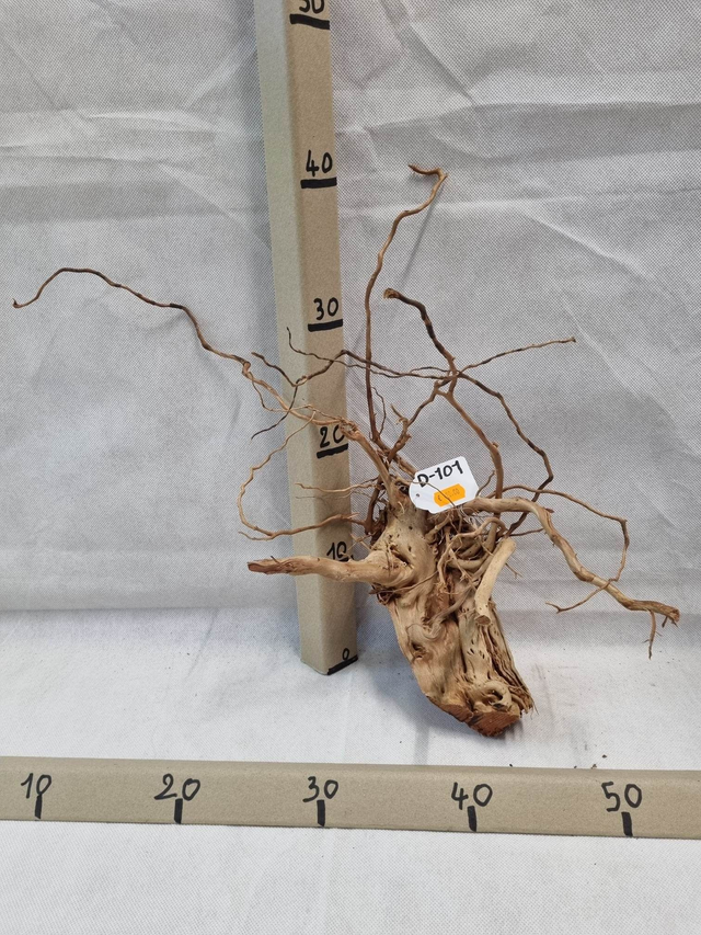 Racine Dragon Skin D-101