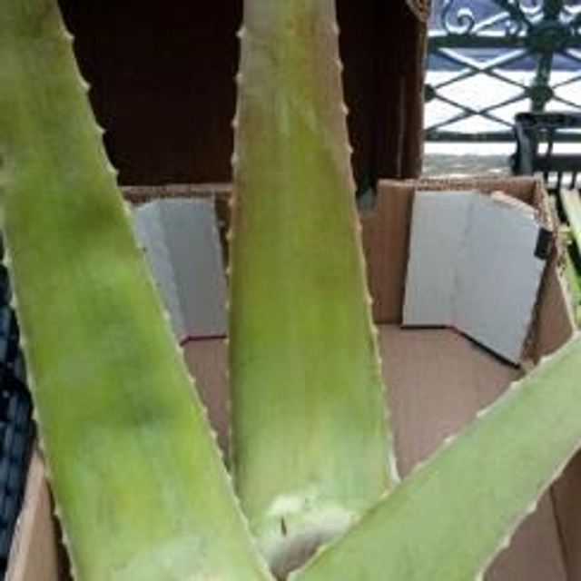 hoja de aloe vera