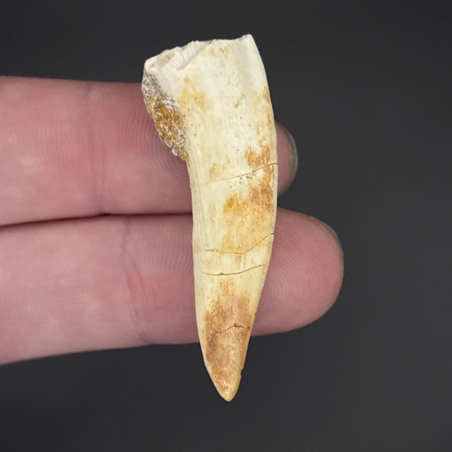 Enchodus Tooth