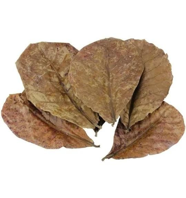 Feuille terminalia catappa X20