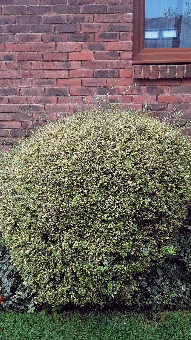 lonicera nitida 'Lemon Beauty' - 1ltr pot