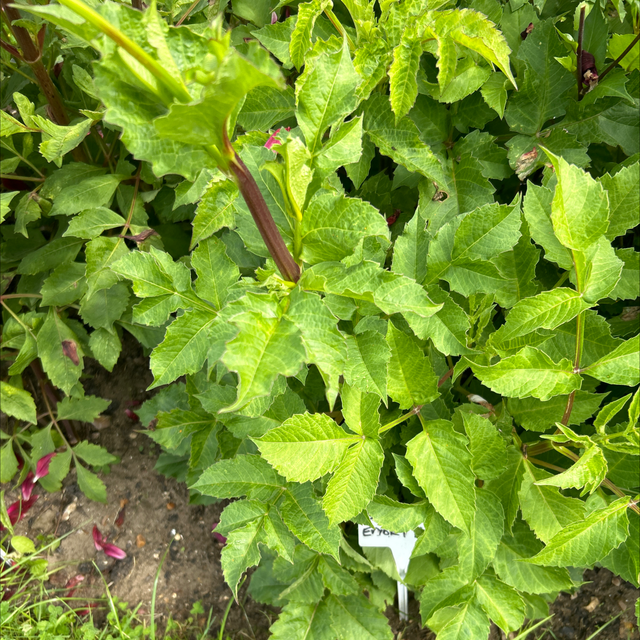 Striped Emory Paul 134