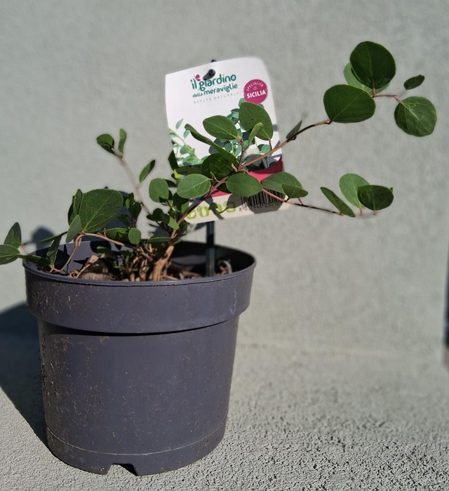 O25 . Cappero in vaso 16