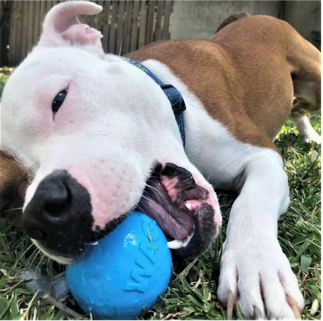 Jouet à mâcher et à récupérer en caoutchouc synthétique durable Wag Ball.