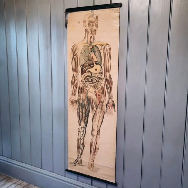 Original Anatomical Educational Chart

