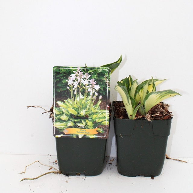 A18 . Hosta 'Colored Hulk'