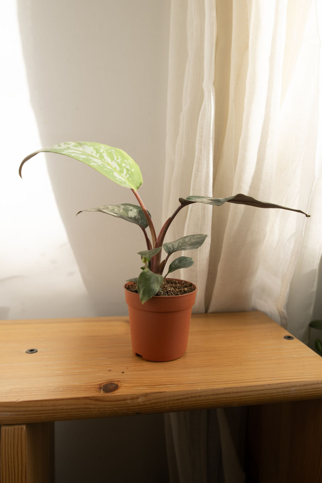 Apoballis Acuminatissima 🌿