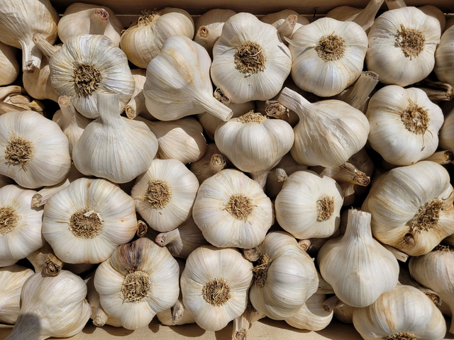 Ail blanc bio 🧄