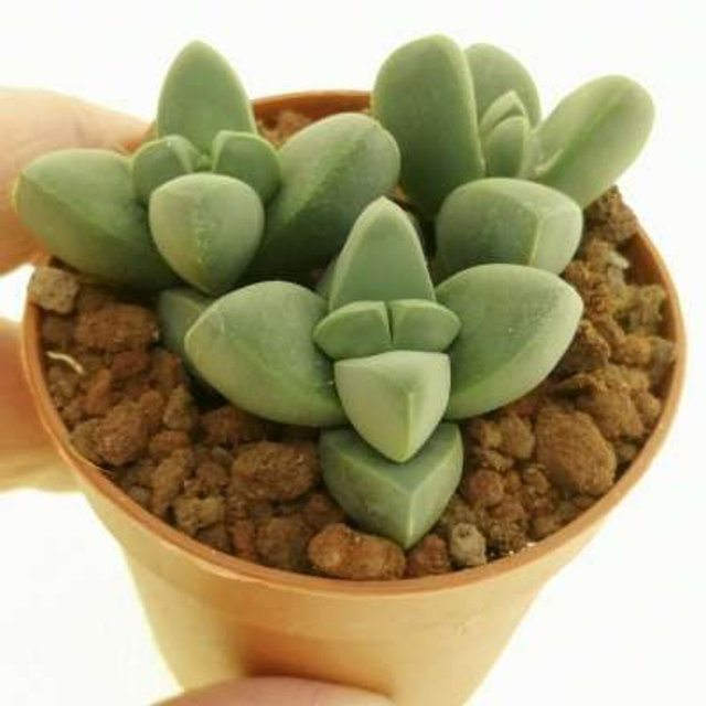 D88 . Delosperma lehmannii