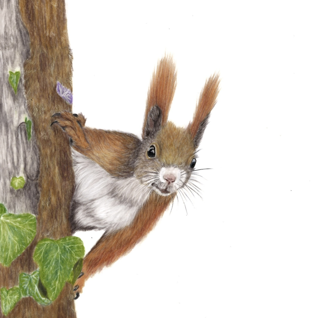 Squirrel “You Found Me”