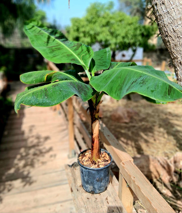 B56 . Musa Cavendish