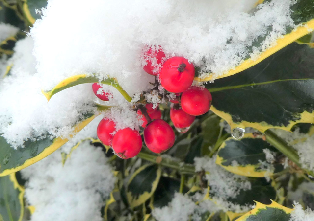 Photographic Open Edition Print, from my "Winter" collection, "Holly Berries"