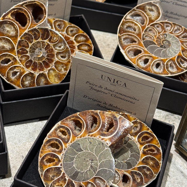Paire de demi-ammonites polies 007