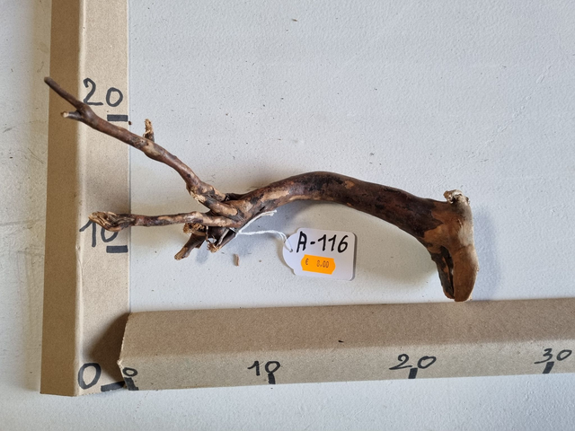 Racine araignée A-116