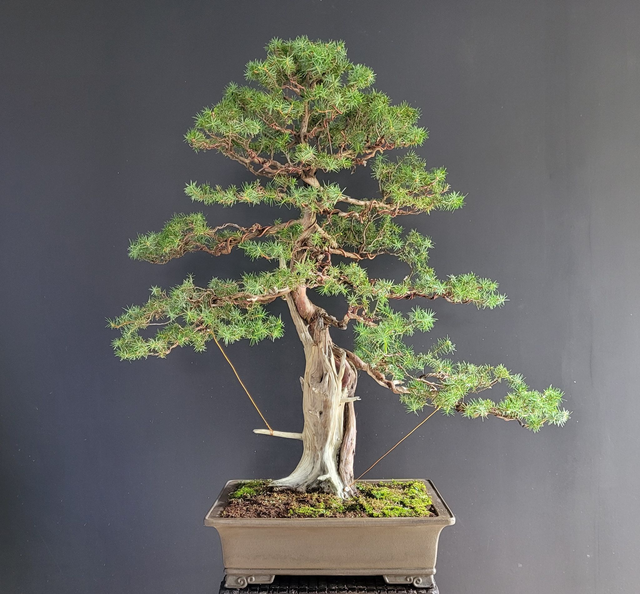 (213) juniperus rigida