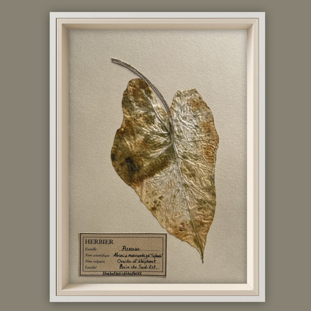 Herbier A5 vintage affiche botanique Alocasia Splash