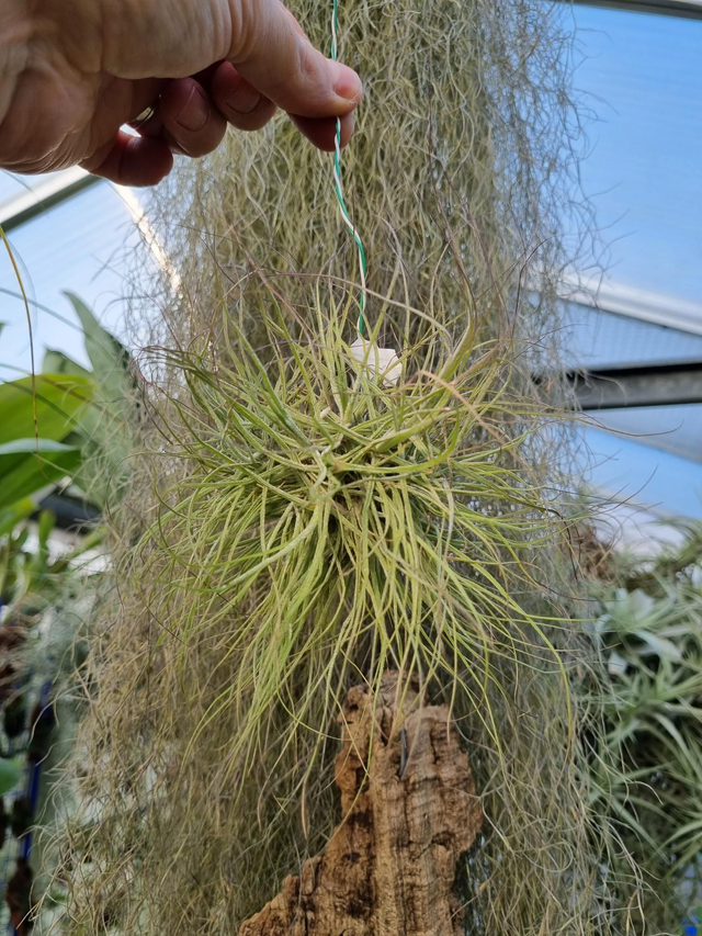 Tillandsia schiedeana touffe