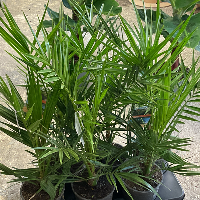 Palmier phoenix canariensis