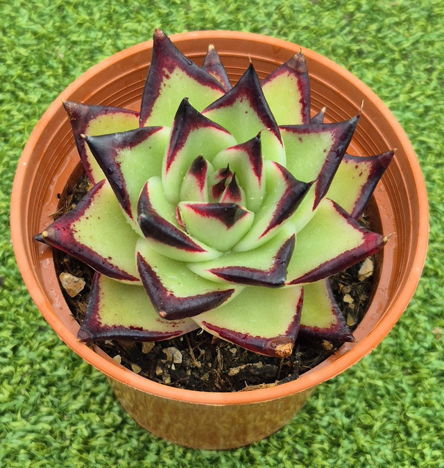Echeveria agavoides 'Ebony'