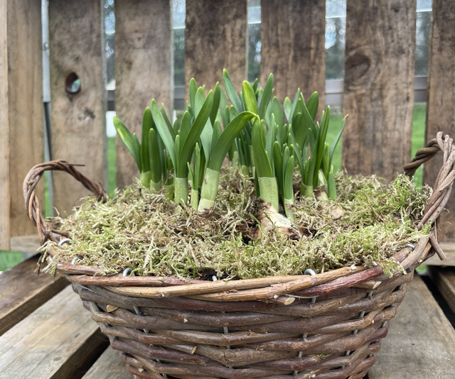 Tete a Tete Narcissus Basket Planter