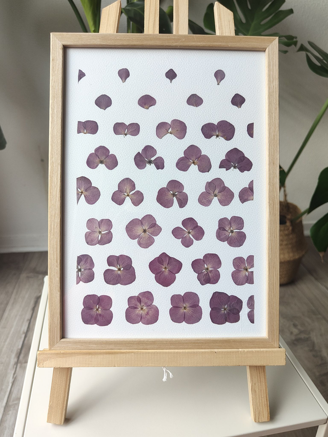 Herbier de fleurs pressées