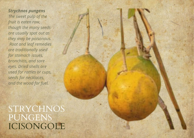 PRE ORDER set van 8 kaarten over de bijzondere bomen uit het miombo bos