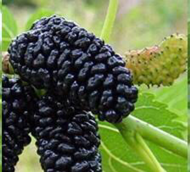 Mûrier noir AB - Morus Nigra