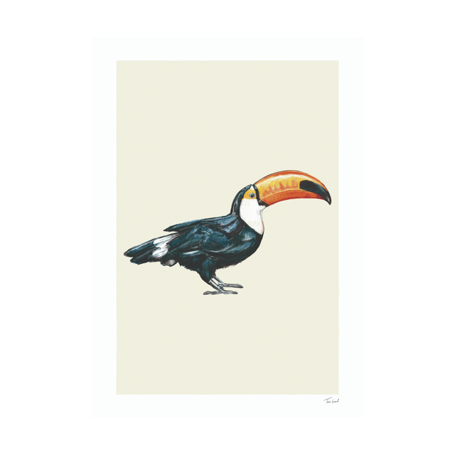 Toucan
