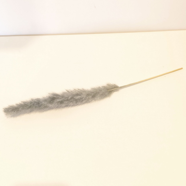 Herbe de la Pampa séchée – Tige naturelle plumeuse pour bouquets secs et déco tendance