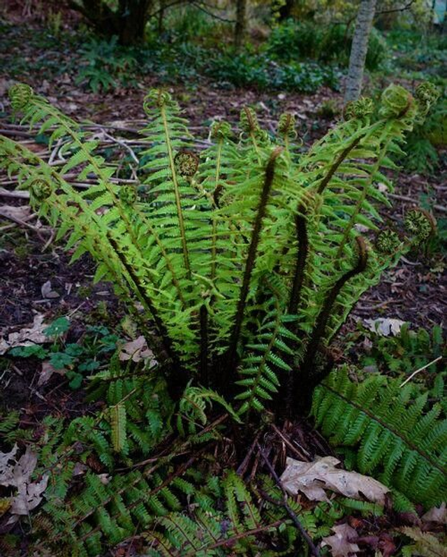 Dryopteris crasshirizoma - Thick-Stemmed Wood Fern 1 litre