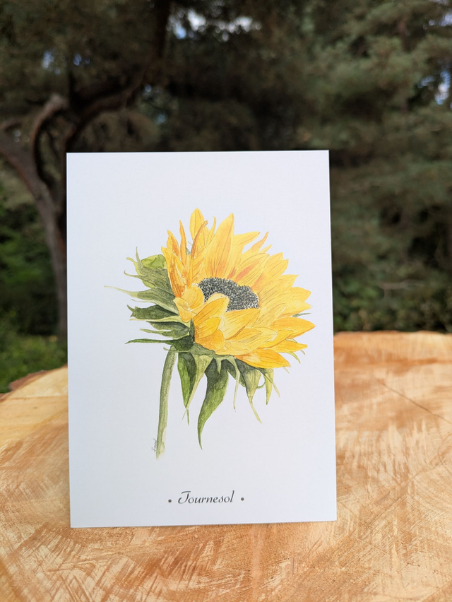 Carte postale Tournesol