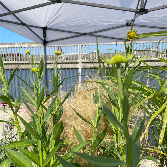 Helenium Moerheim Beauty