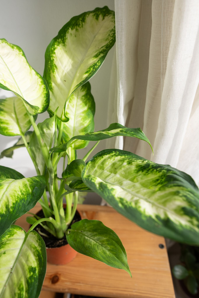 Dieffenbachia Camilla 🌿